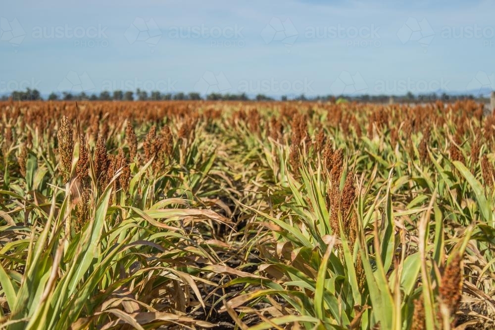 Looking down rows of sorghum crops - Australian Stock Image