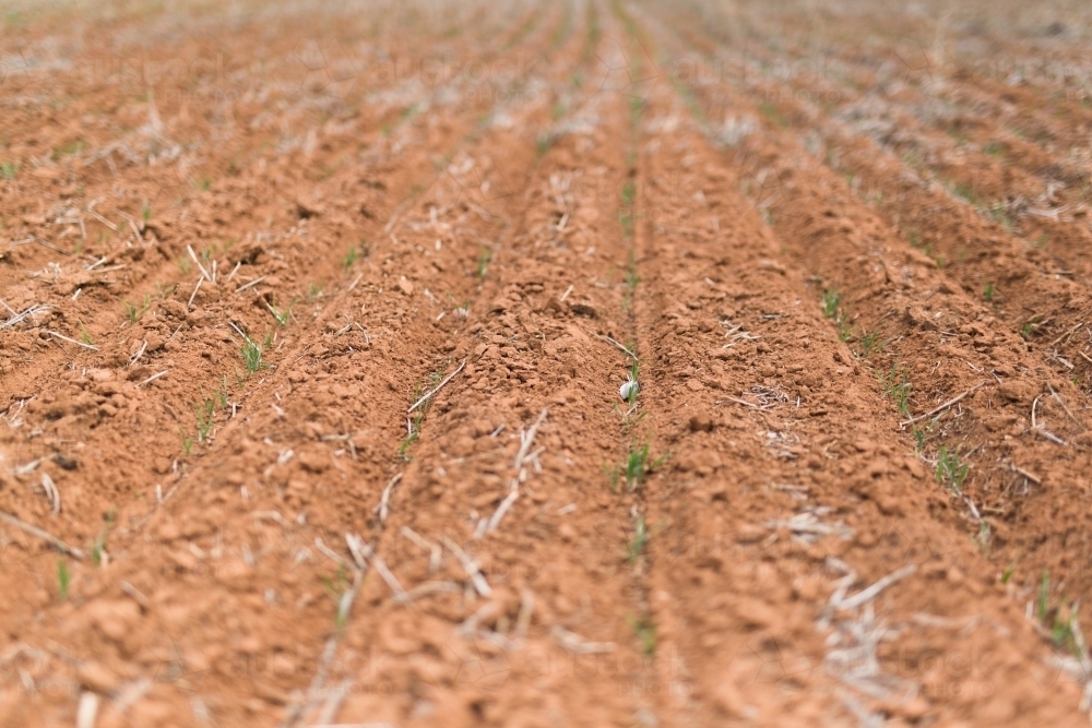 looking down the furrows of sown cereal crop at condobolin in the drought - Australian Stock Image