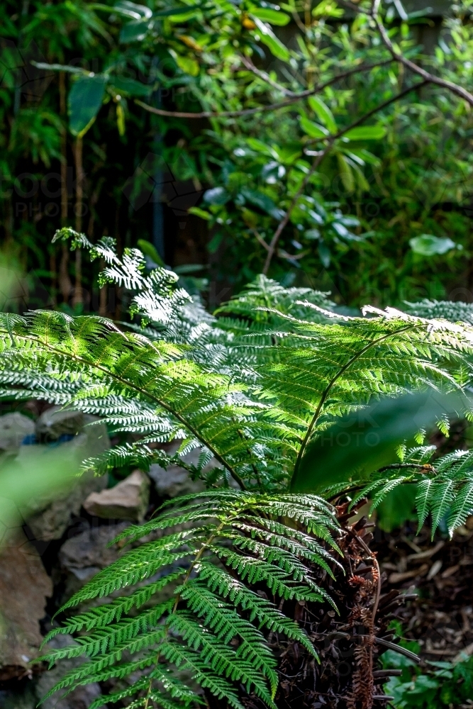 Looking into a cottage garden to a man fern in morning sunlight - Australian Stock Image