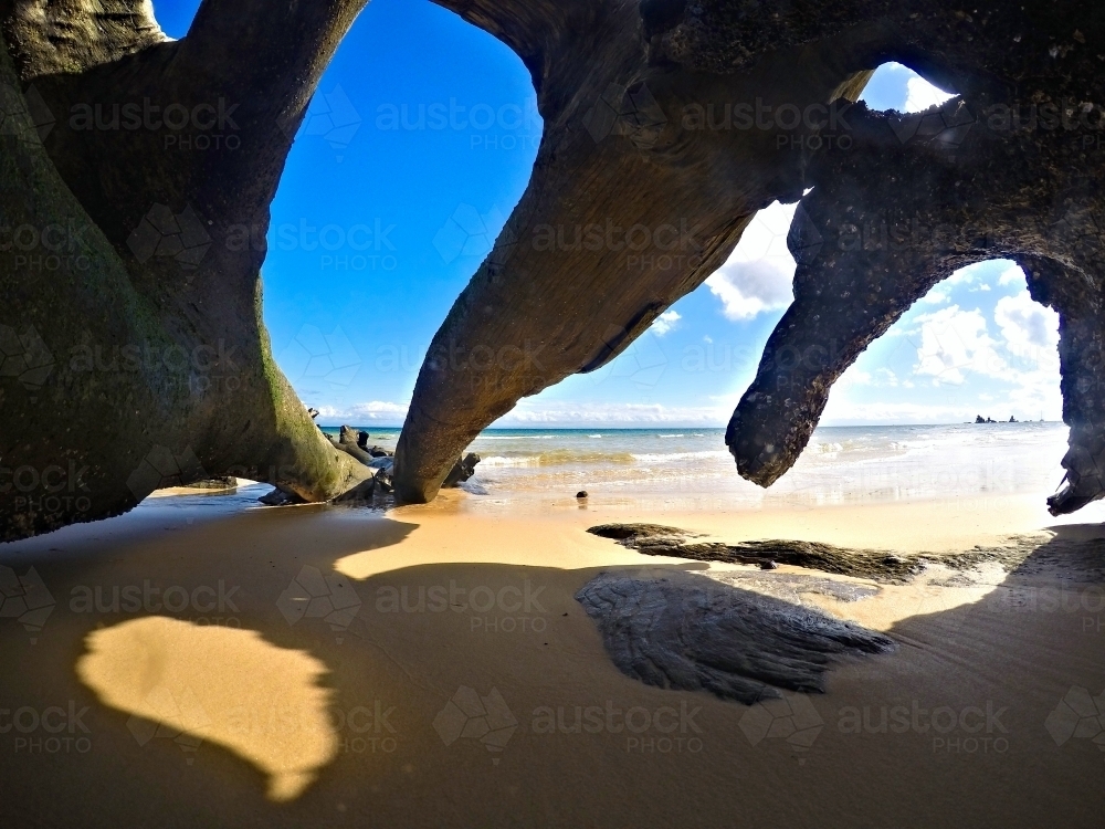 Looking out at sunlit beach from a fallen tree - Australian Stock Image