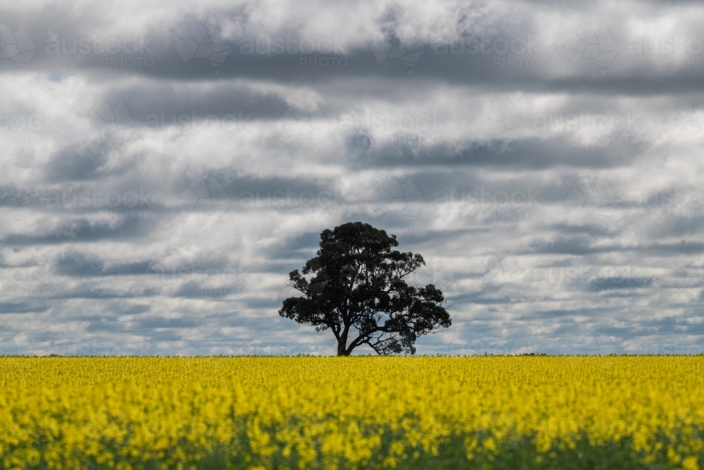 Image of Looking out on a canola crop and single tree on a stormy day ...