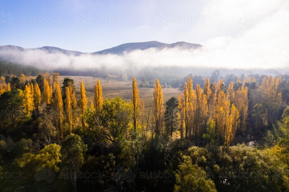 Looking over a line of poplar trees in autumn with the fog in the distance on a blue sky day. - Australian Stock Image
