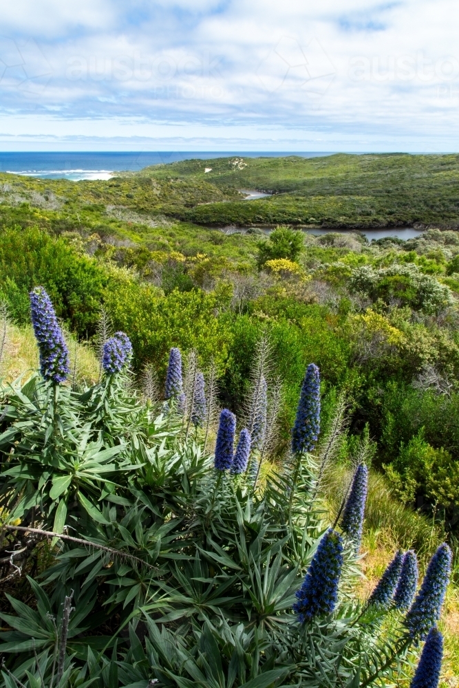 Looking over wildflowers and coastal scrub at the Margaret River mouth - Australian Stock Image