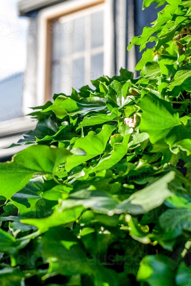 Looking past ivy growing on a tree to a dormer window on a historic cottage - Australian Stock Image