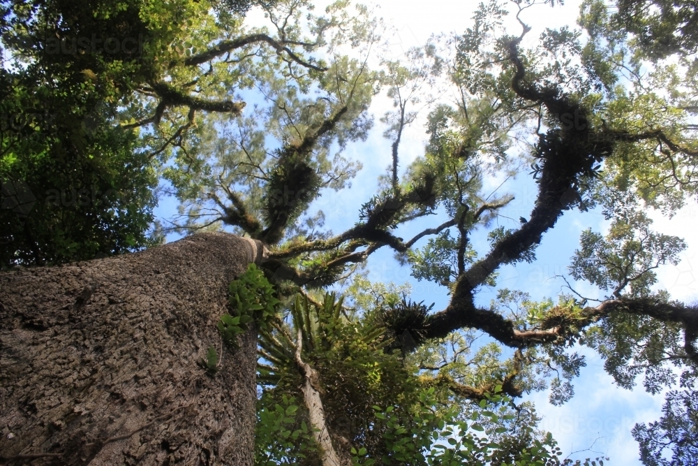 Looking skywards through the tree canopy - Australian Stock Image