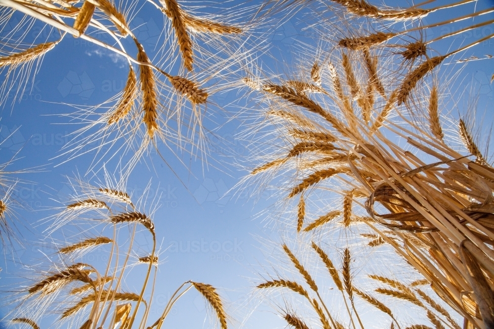 Looking straight up at bearded wheat seed heads in a farm paddock - Australian Stock Image