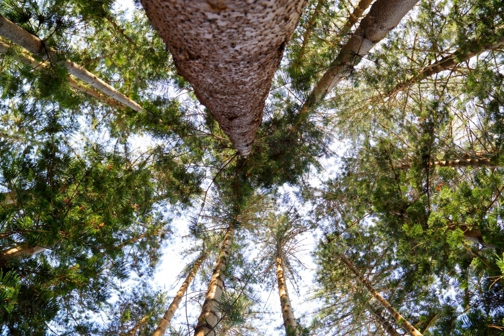 Looking straight up surrounded by towering pine trees - Australian Stock Image