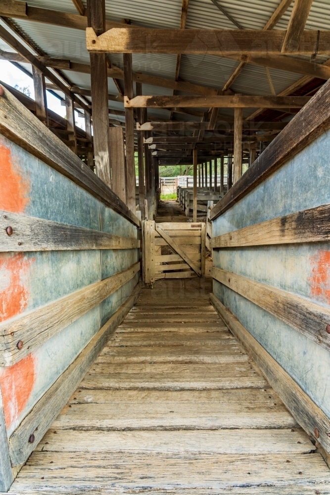 Looking through a cattle chute into an undercover stockyard - Australian Stock Image