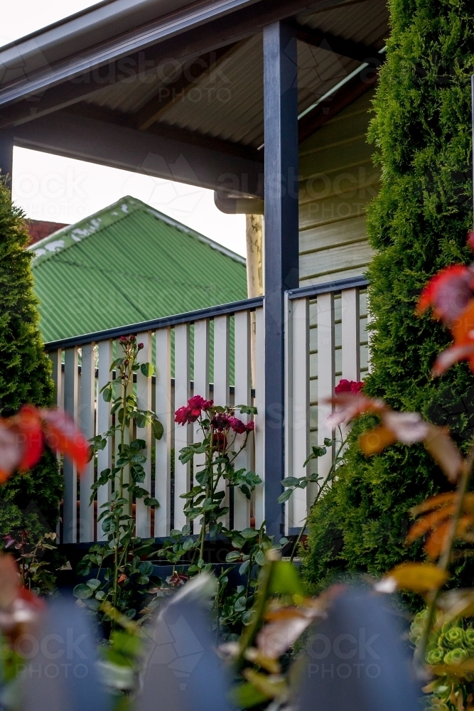 Looking through a picket fence past roses to a historic weatherboard cottage with a verandah - Australian Stock Image