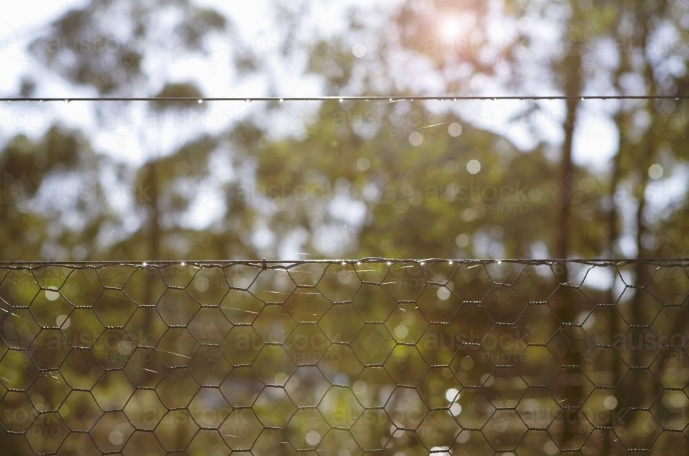 Looking through a wire fence at morning sun in the bush - Australian Stock Image