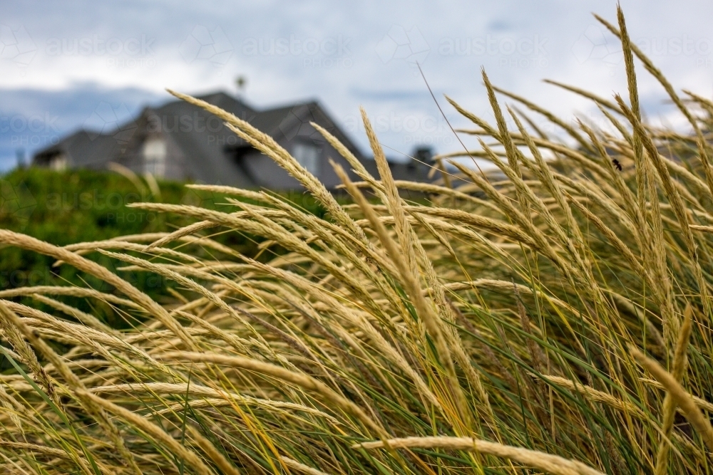 Looking through dune grass - Australian Stock Image
