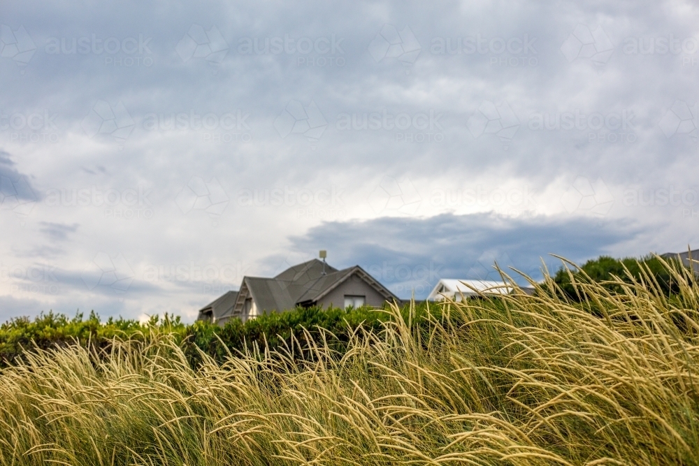 Looking through dune grass to a suburban house - Australian Stock Image