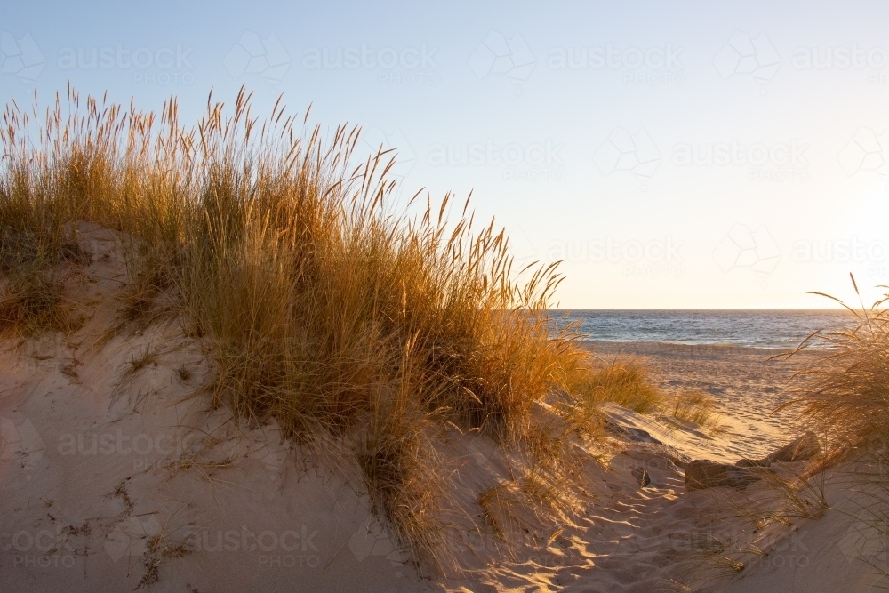 looking through dune grasses on sand dune to the ocean - Australian Stock Image