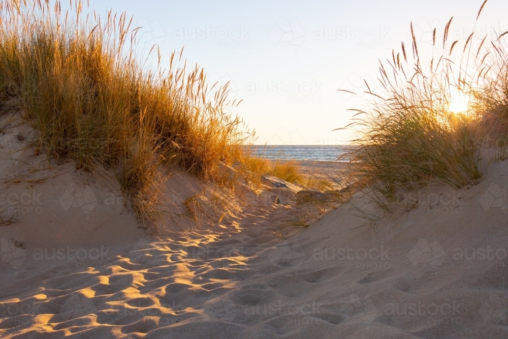 looking through dune grasses on sand dune to the ocean - Australian Stock Image