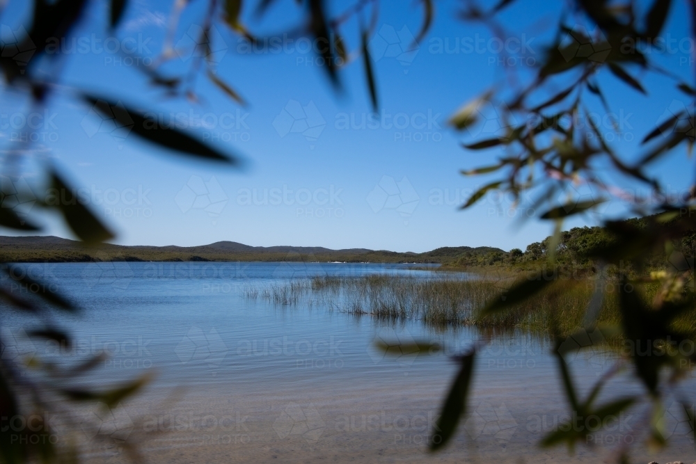 Looking through foliage at Blue Lagoon on a sunny calm day - Australian Stock Image