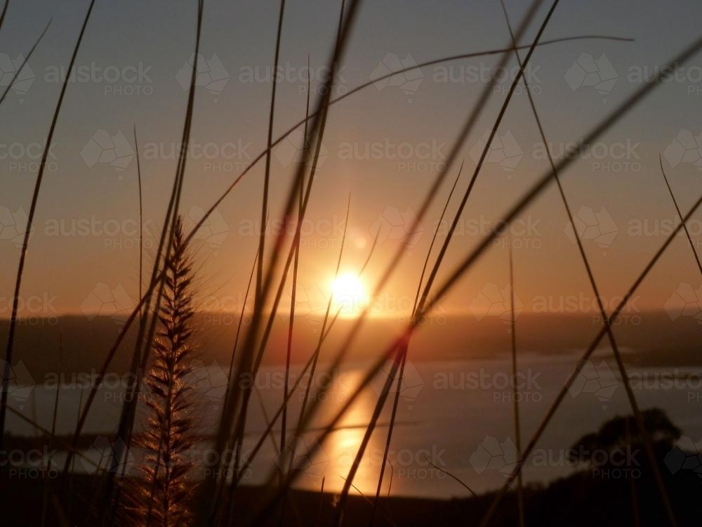 Looking through grass at a sunrise over a lake - Australian Stock Image