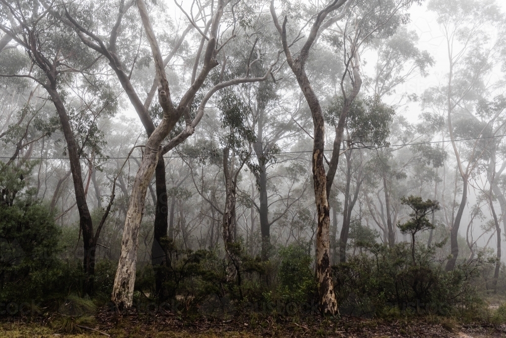 Looking through misty bushland - Australian Stock Image