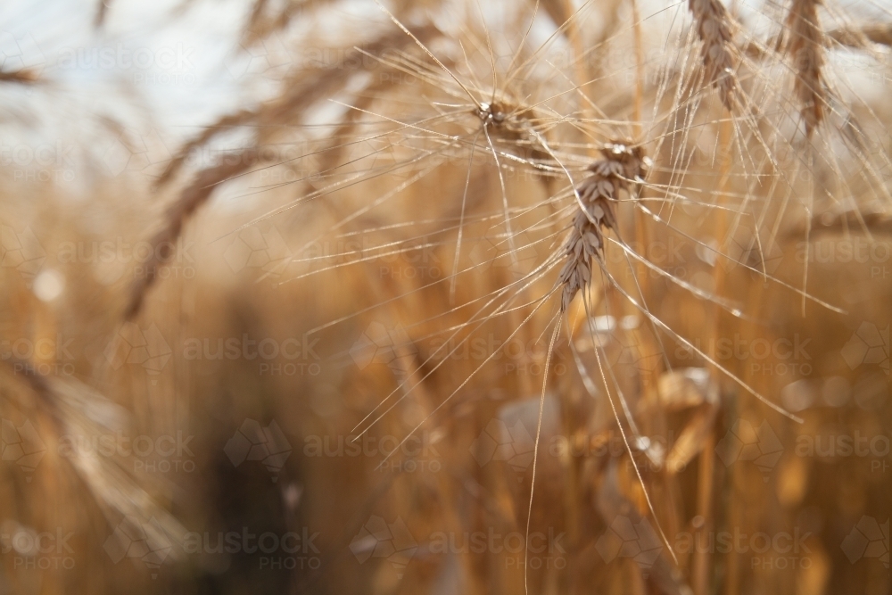 Looking through rows of bearded wheat crop - Australian Stock Image