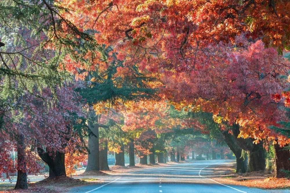 Looking through the avenue while autumn trees provide a canopy : Austockphoto Looking through the avenue while autumn trees provide a canopy - Australian Stock Image