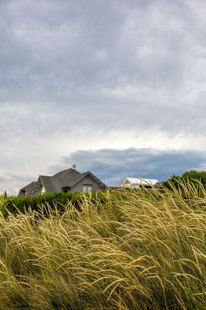 Looking through the dune grass to beach houses nestled on the waterfront - Australian Stock Image