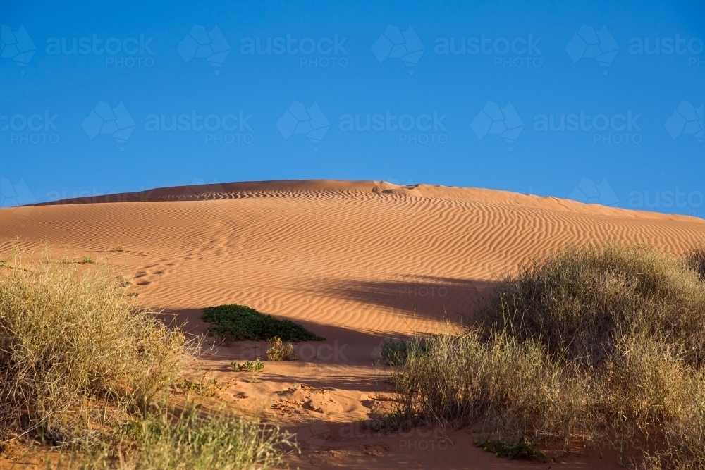 Looking through the spinifex up large red sand dune - Australian Stock Image