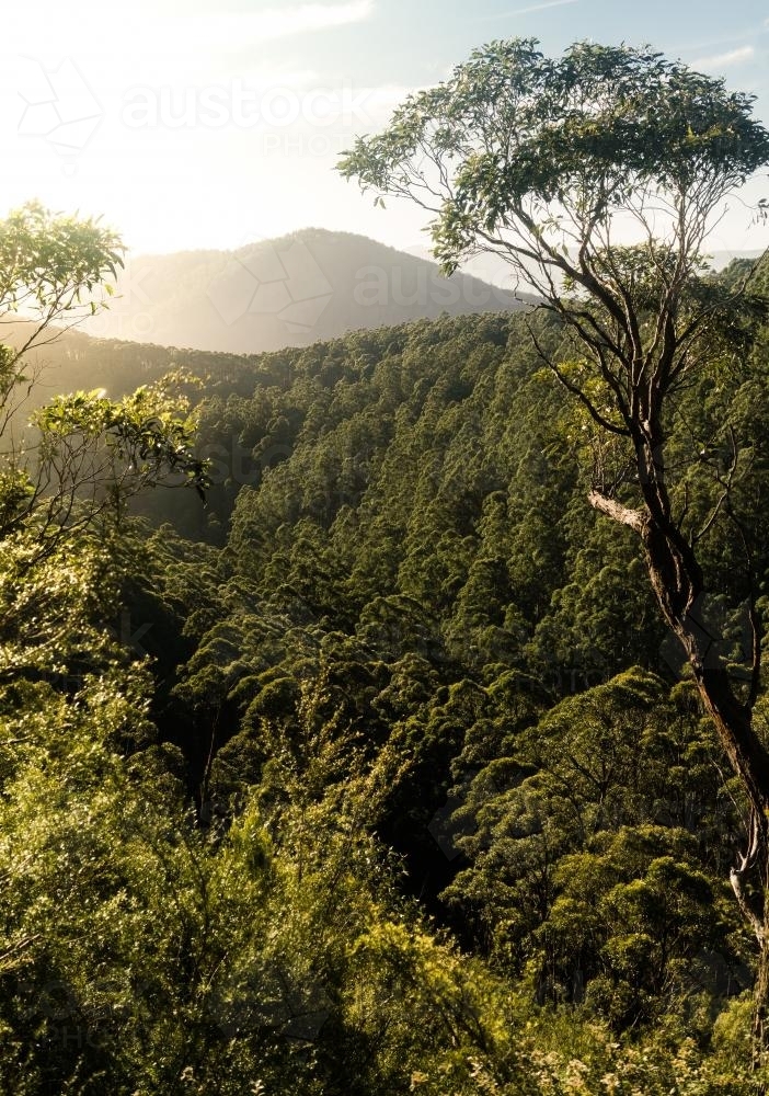 Looking Towards the West over a Heavily Wooded Valley from Near Mt Donna Buang - Australian Stock Image