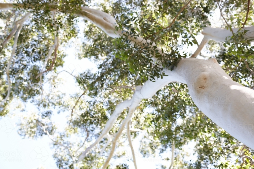 Looking up a ghost gum tree trunk - Australian Stock Image