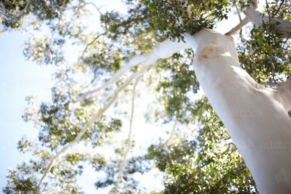 Looking up a ghost gum tree trunk - Australian Stock Image