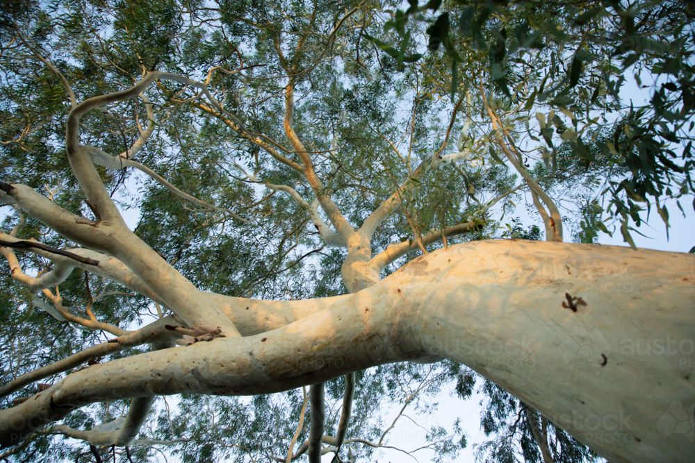 Looking up a gum trunk into the canopy - Australian Stock Image