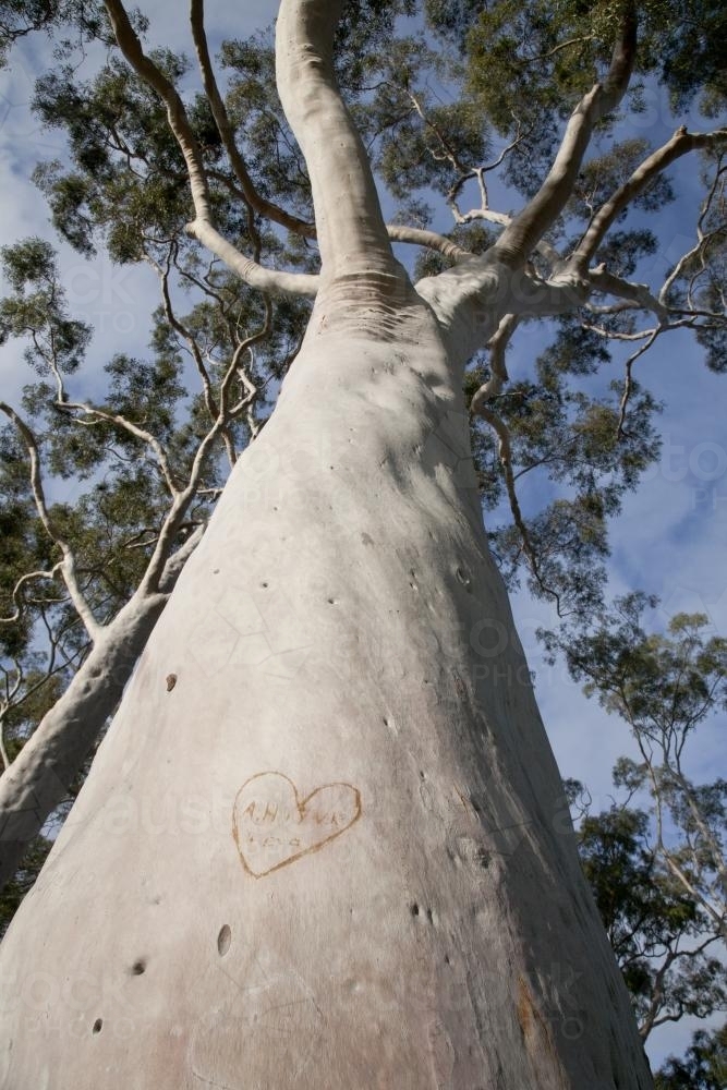 Looking up a lemon scented gum with a graffiti heart engraved on the trunk - Australian Stock Image