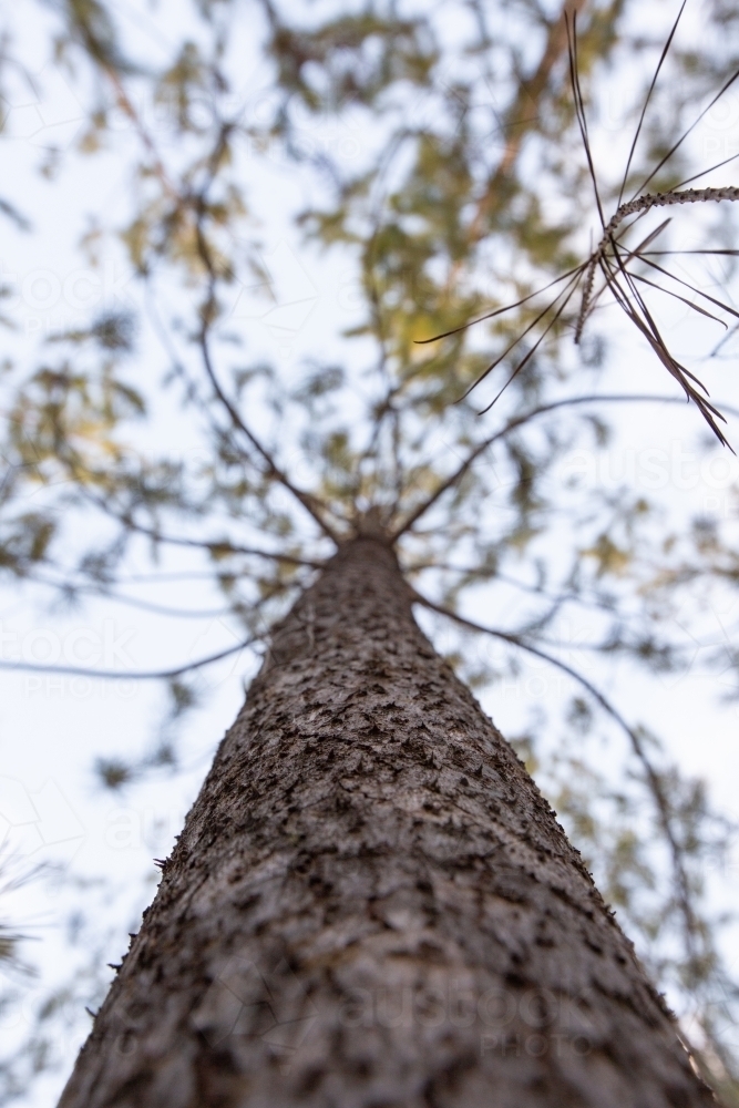 Looking up a pine tree - Australian Stock Image