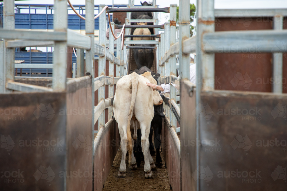 Looking up a race, loading cattle on a truck - Australian Stock Image