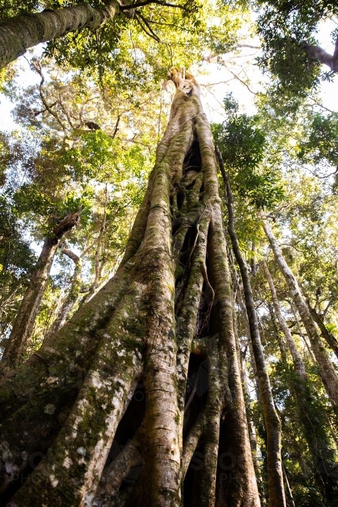 looking up a rainforest strangler fig tree - Australian Stock Image