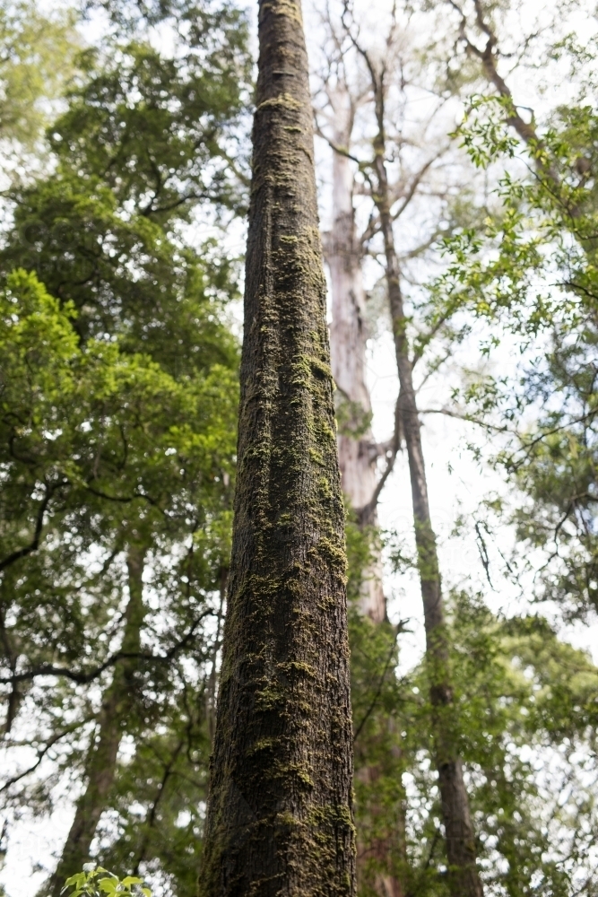 Looking up a tall tree - Australian Stock Image