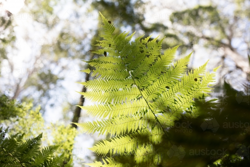 Looking up at a fern in the sunlight - Australian Stock Image