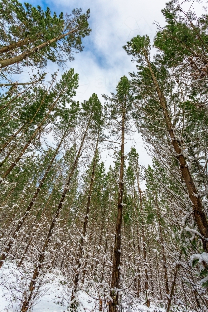 Looking up at a forest of tall slender pine trees covered in snow - Australian Stock Image