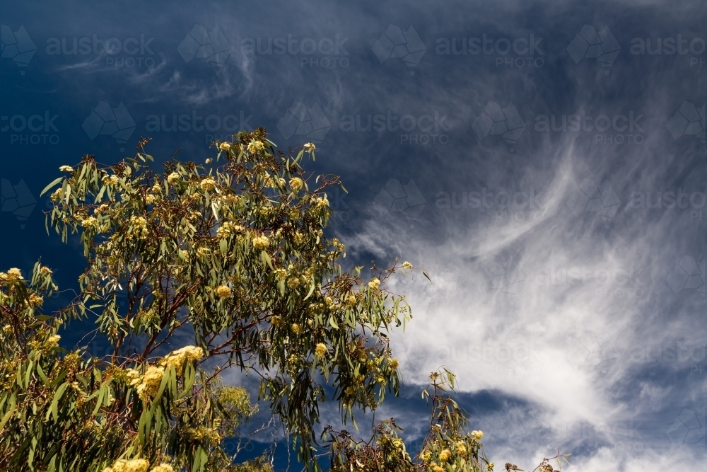 Looking up at acacia blossom and dramatic polarised sky - Australian Stock Image