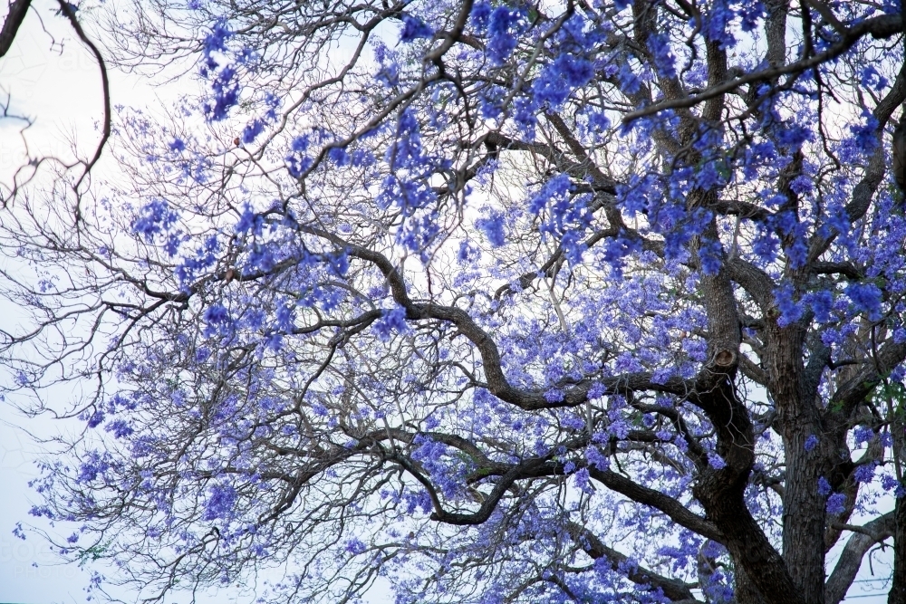 Looking up at bending branches of a purple jacaranda tree in blossom - Australian Stock Image