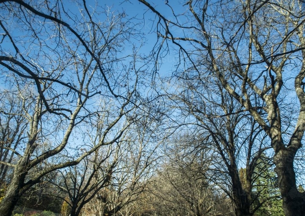 Looking up at blue sky through leafless branches - Australian Stock Image