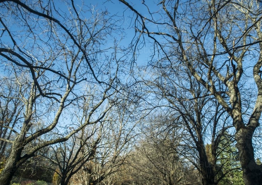 Looking up at blue sky through leafless branches - Australian Stock Image