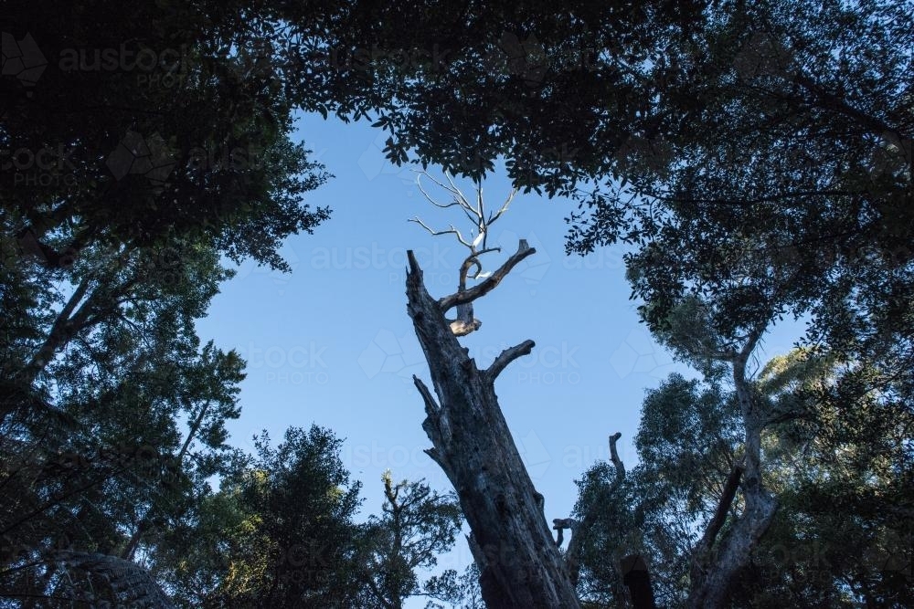 Looking up at forest canopy and biggest tree in NSW - Australian Stock Image