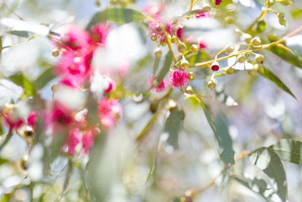 Looking up at gum leaves and pink flowers - Australian Stock Image
