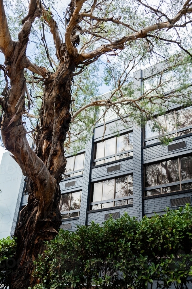 Looking up at high rise city buildings in Sydney with tree beside them - Australian Stock Image