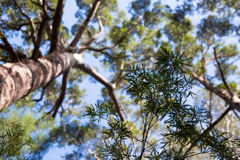 Looking up at karri forest in western australia - Australian Stock Image