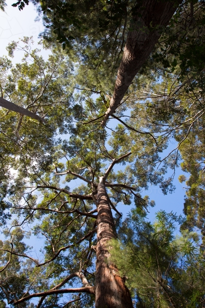 Looking up at karri forest in western australia - Australian Stock Image