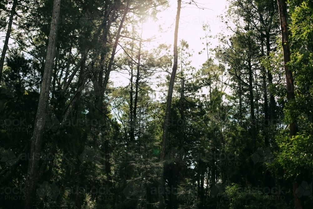Looking up at light shining through tall trees - Australian Stock Image