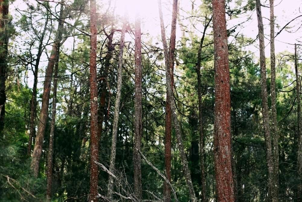 Looking up at light shining through the tops of tall trees - Australian Stock Image
