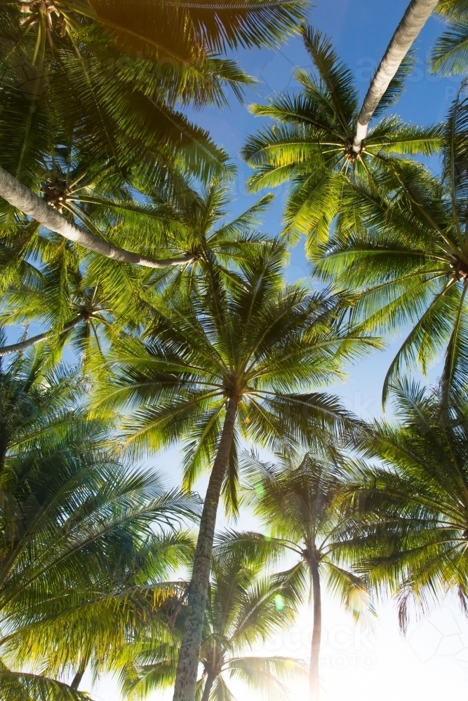 Looking up at palm trees in queensland - Australian Stock Image