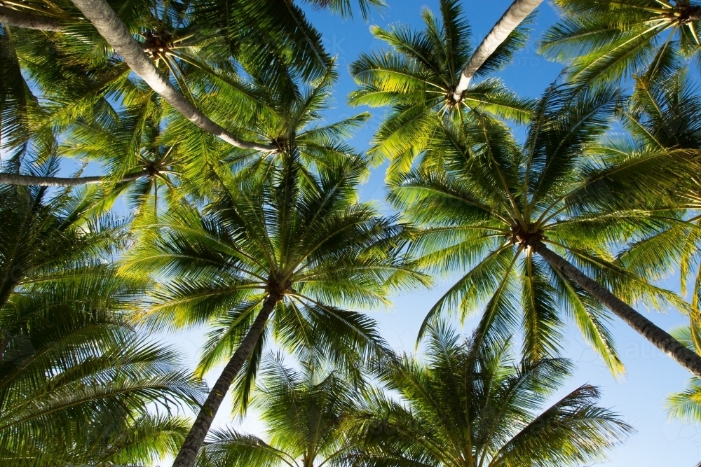 Looking up at palm trees in queensland - Australian Stock Image
