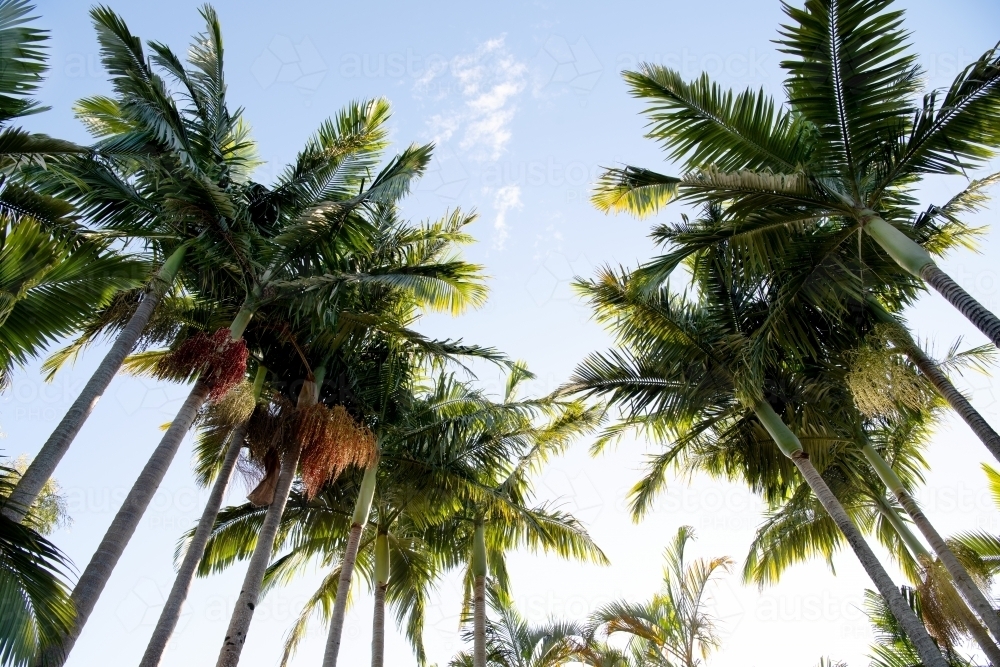 Looking up at Queensland palms - Australian Stock Image